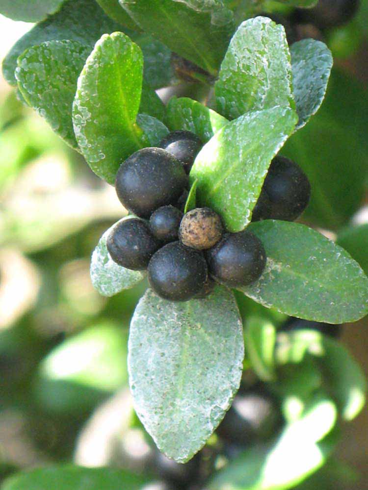            Fruit (Riverside, CA)   